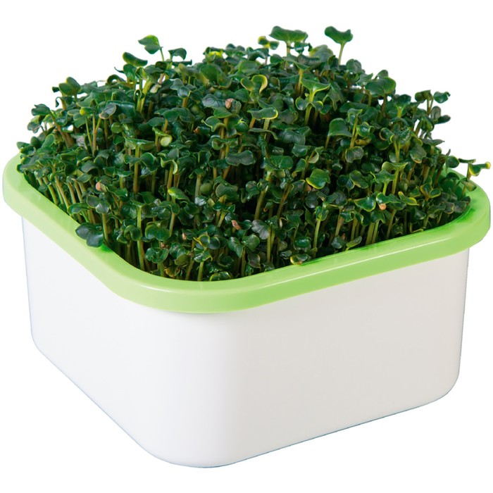 Проращиватель для микрозелени «Здоровья клад»