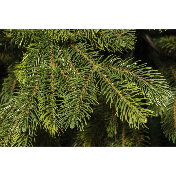 Ель Байкальская 260см БК-260 , 260, РЕ+ПВХ