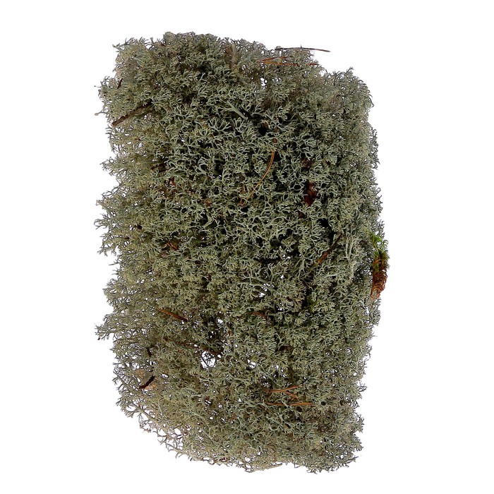 Мох высушенный " Ягель" в контейнере, 750мл, серо-голубой