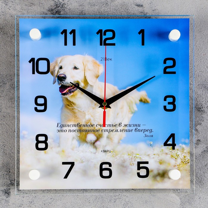 Часы настенные квадратные "Белый лабрадор", 25х25 см