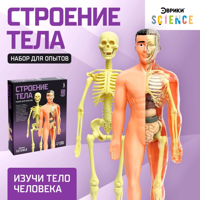 Набор для опытов «Строение тела», анатомия человека дрм строение тела человека