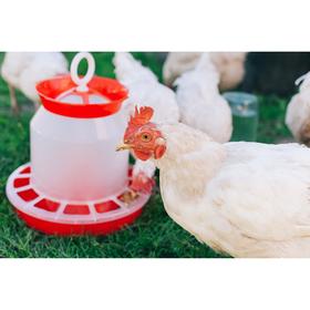 Кормушка бункерная для домашней птицы на 5 кг, цвет МИКС от Сима-ленд