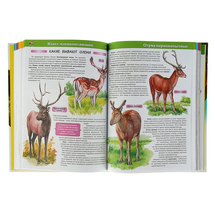 Большая энциклопедия животных
