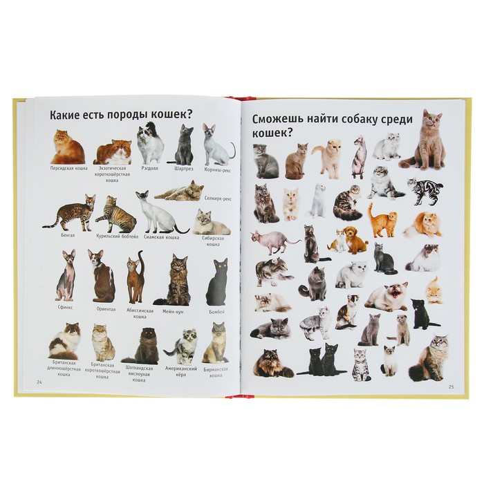 1000 умных картинок. Что? Зачем? Почему? Для самых маленьких. Автор: Барановская И.Г.