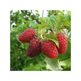 

Малина "Гусар" ОКС (открытый корень), 1 шт, Весна 22