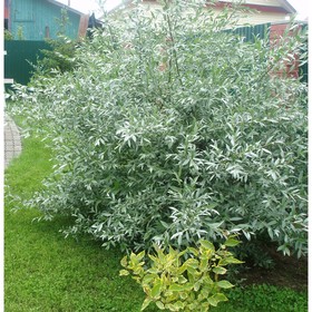 

Лох "Серебристый" ОКС (открытый корень), набор 5 шт