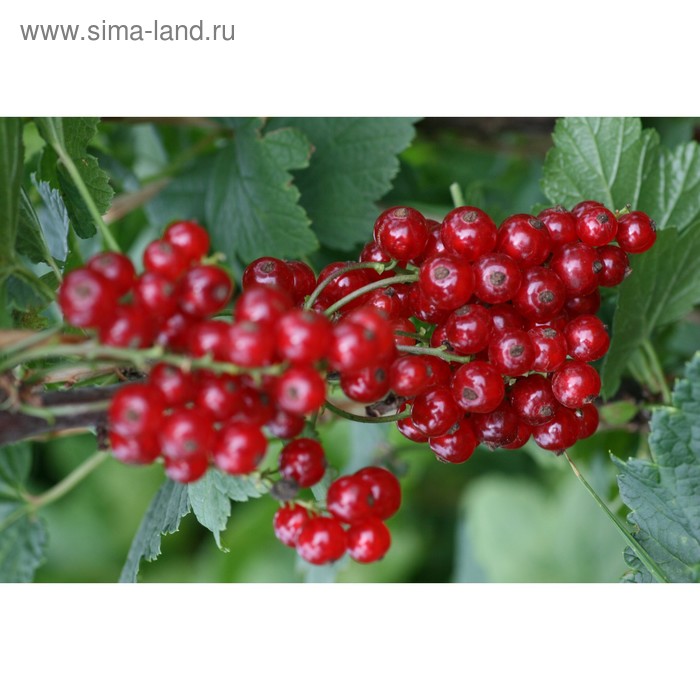 фото Смородина красная "андрейченко" окс (открытый корень), набор 5 шт сады урала