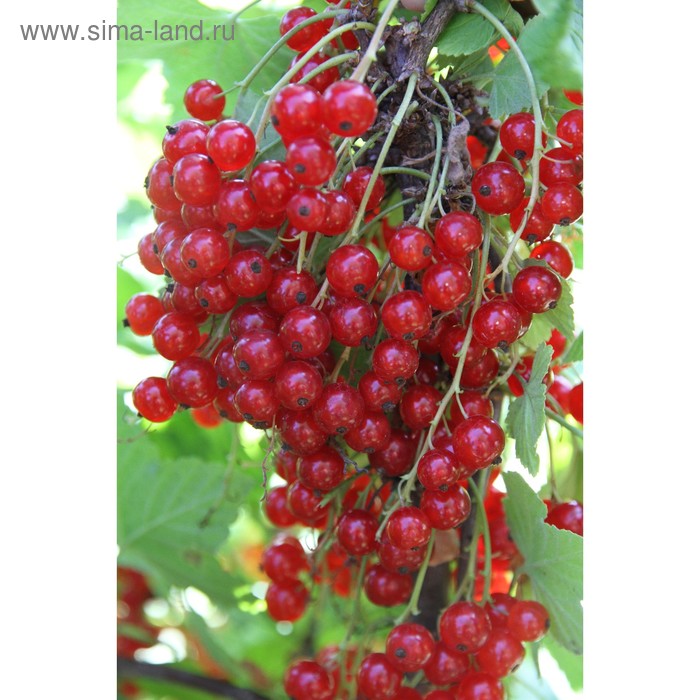 фото Смородина красная "сахарная" окс (открытый корень), набор 5 шт сады урала
