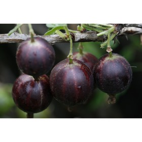 

Крыжовник "Консул" ОКС (открытый корень), 1 шт, Весна 22