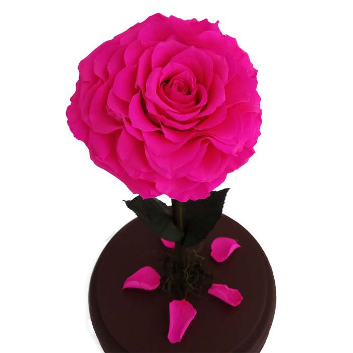 Композиция в стекле "Красавица и чудовище" в куполе, ярко-розовый, 10 х 10 х 20