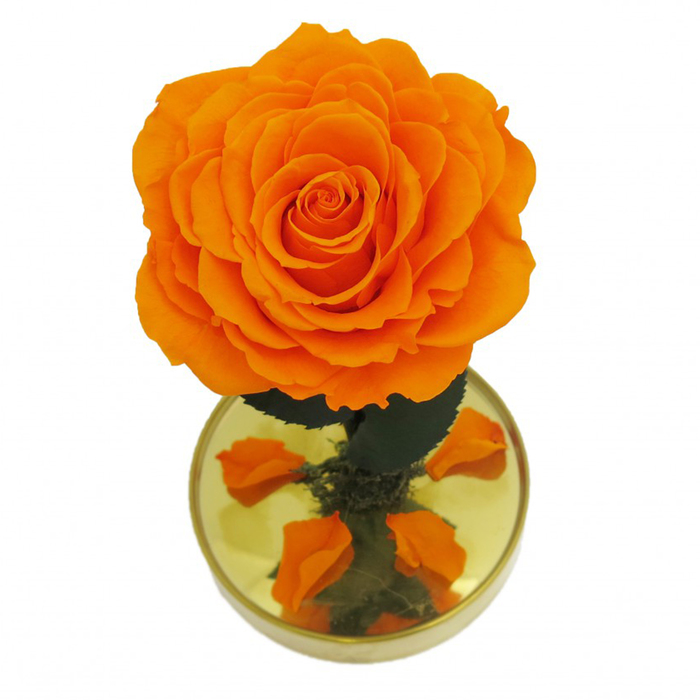 Композиция в стекле "Красавица и чудовище" в куполе, оранжевый, 10 х 10 х 20