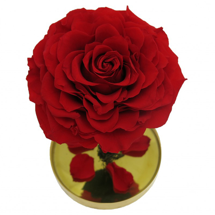 Композиция в стекле "Красавица и чудовище" в куполе, красный, 10 х 10 х 20