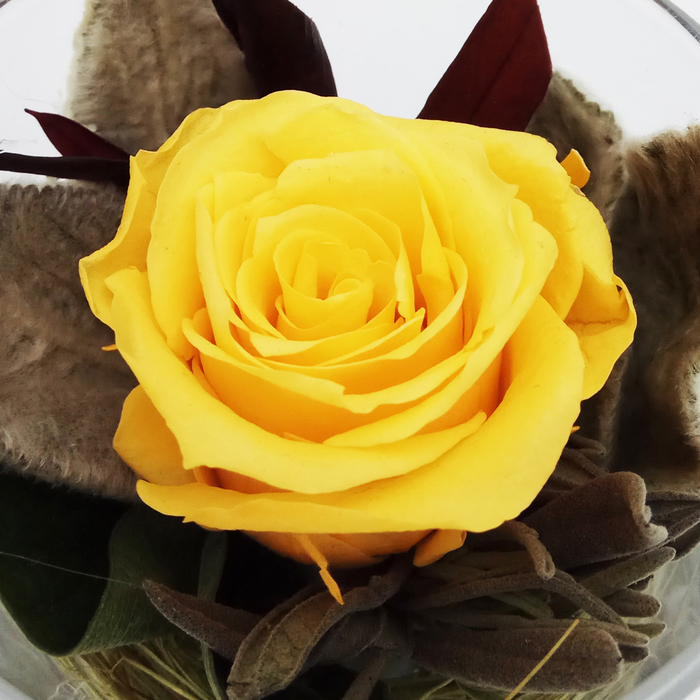 Композиция в стеклянном стакане, роза желтая, 7,1 х 7,1 х 8,3