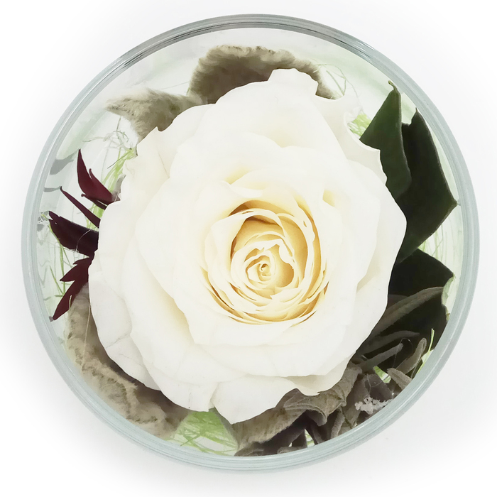 Композиция в стеклянном стакане "Акватик", роза белая, 6,5 х 6,5 х 8,5 см