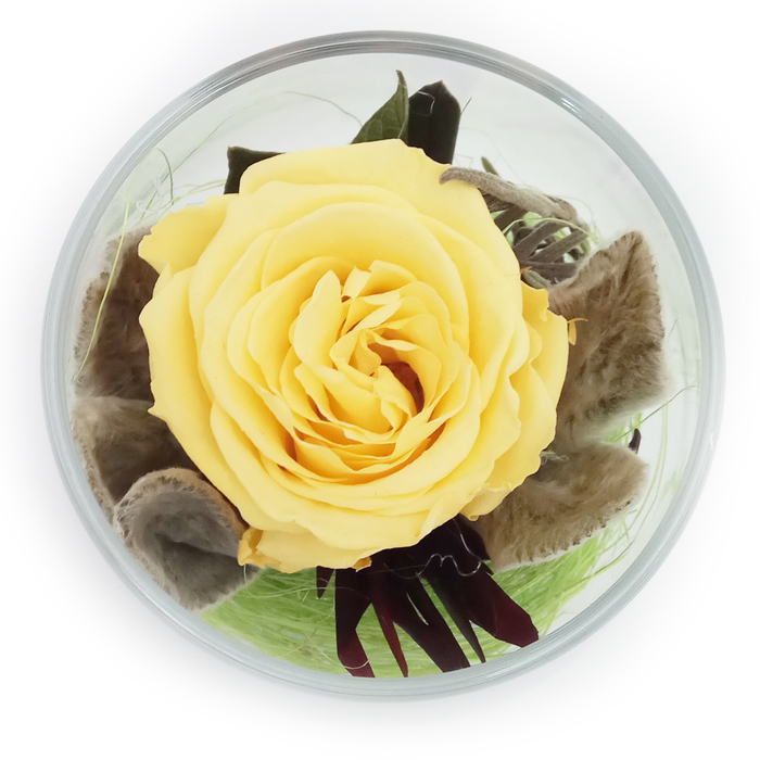 Композиция в стеклянном стакане "Акватик", роза жёлтая, 6,5 х 6,5 х 8,5 см
