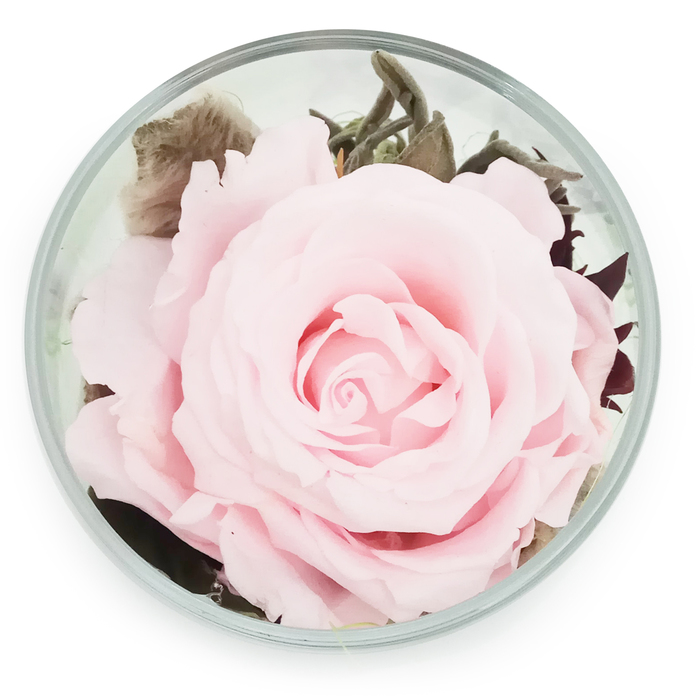 Композиция в стеклянном стакане "Акватик", роза синяя, 6,5 х 6,5 х 8,5 см