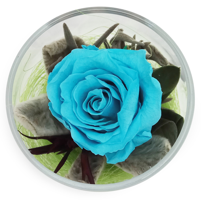 Композиция в стеклянном стакане "Акватик", роза голубая, 6,5 х 6,5 х 8,5 см