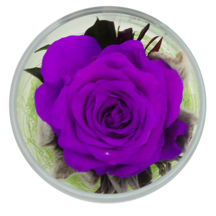 Композиция в стеклянном стакане "Акватик", роза лиловая, 6,5 х 6,5 х 8,5 см