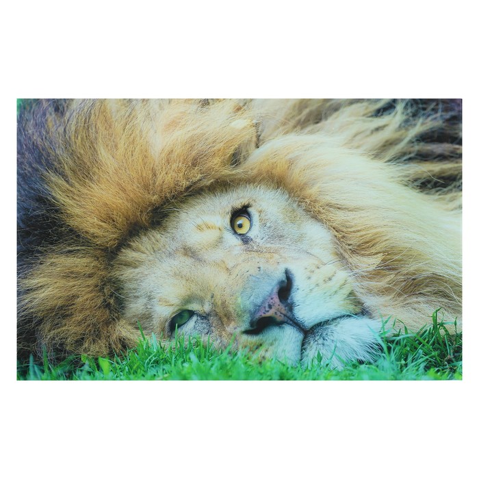 Картина "Лев отдыхает" 55*35 см