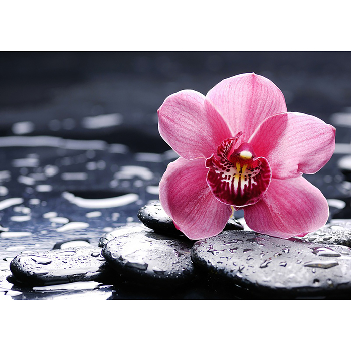 Картина стразами "Орхидея Ванда"