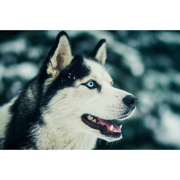 Картина стразами "Северный друг"