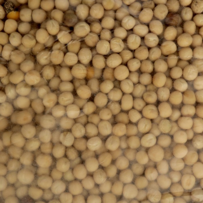 Семена горох овощной сорт "Мультик" 200г.