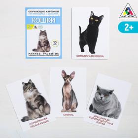 Обучающие карточки по методике Г. Домана «Кошки», 10 карт, А6 Ош