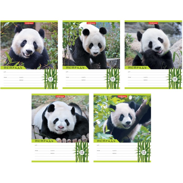 Тетрадь 12 листов крупная клетка "Панды", картонная обложка, микс