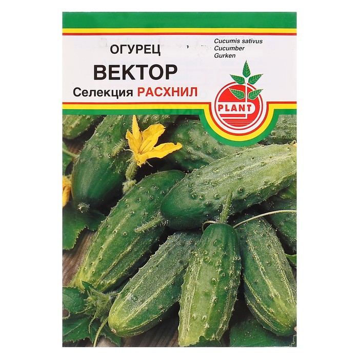 Семена огурец "Вектор", пчёлоопыляемый, 0,5 г