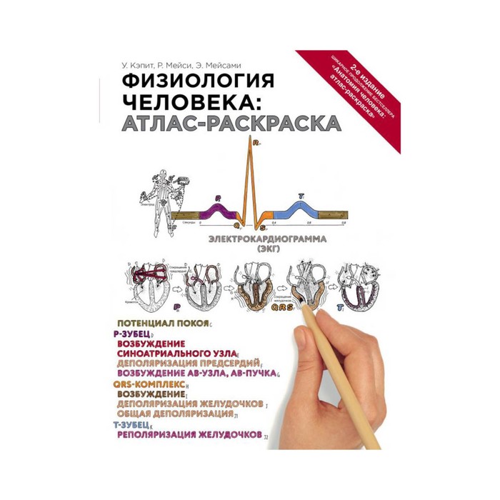 МедАтлас. Физиология человека: атлас-раскраска. Кэпит У., Мейси Р., Мейсами Э.