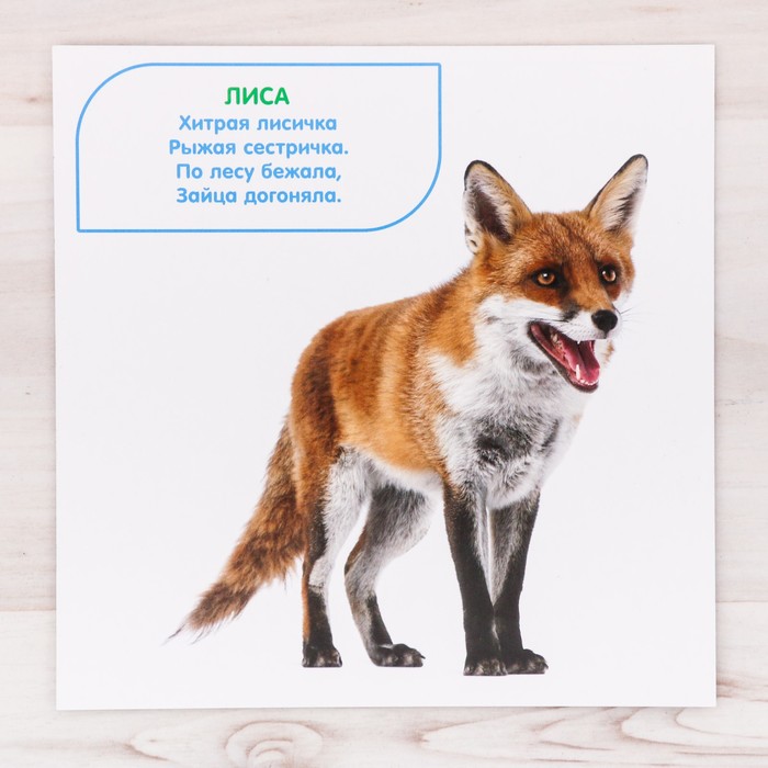 Игра развивающая «Мои первые слова» животные