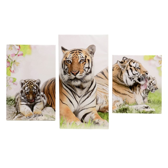 Модульная картина "Семейство тигров"  26х31, 26х50 и 26х40,  78*50 см