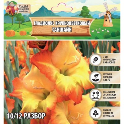 Гладиолус Крупноцветковый "Саншайн", р-р 10/12, 7 шт