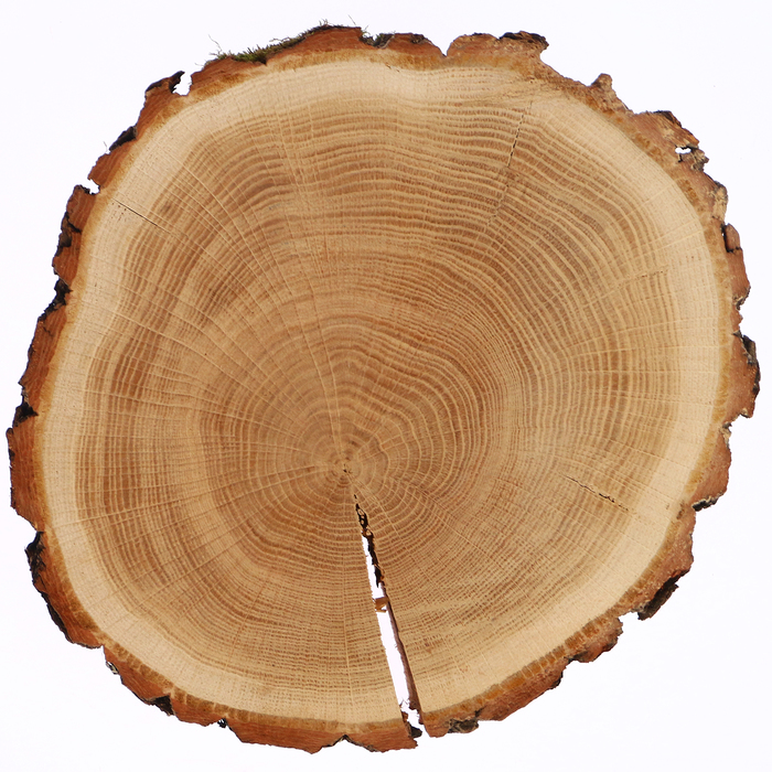 Спил дуба, шлифованный с одной стороны, диаметр 20-25 см, толщина 3-4 см
