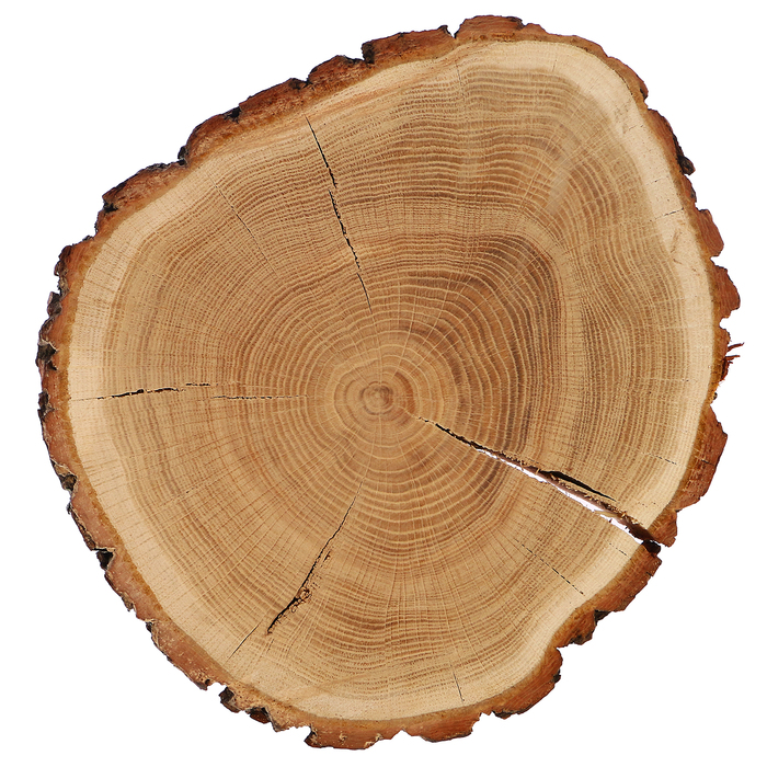 Спил дуба, шлифованный с одной стороны, диаметр 25-30 см, толщина 3-4 см