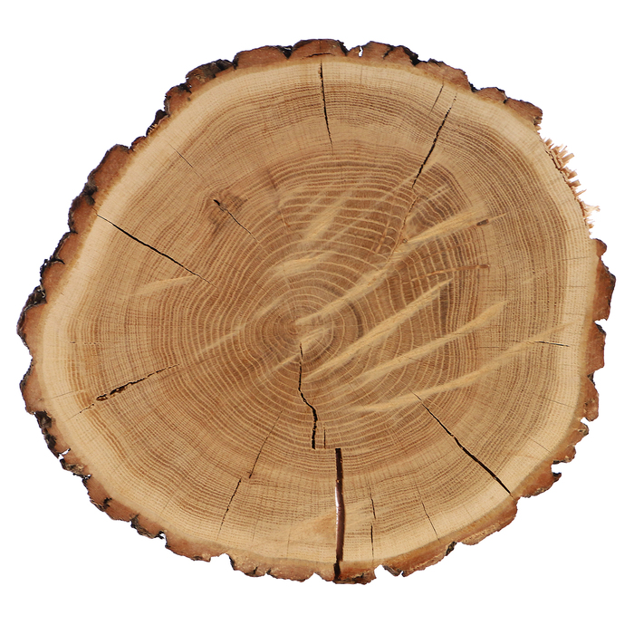 Спил дуба, шлифованный с одной стороны, диаметр 30-35 см, толщина 4-5 см