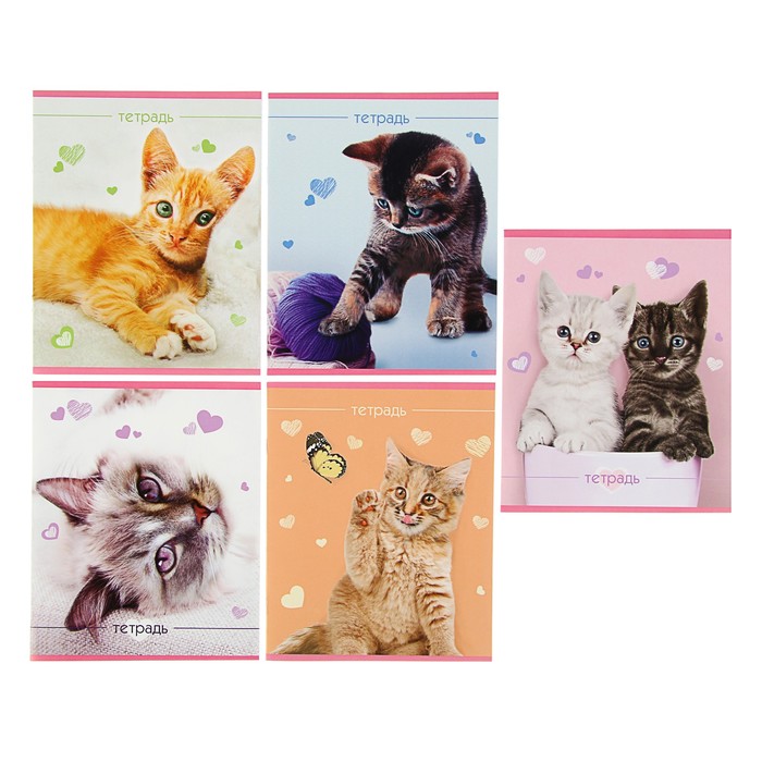 Тетрадь 24 листа клетка Calligrata "Котята", обложка мелованный картон, 5 видов МИКС