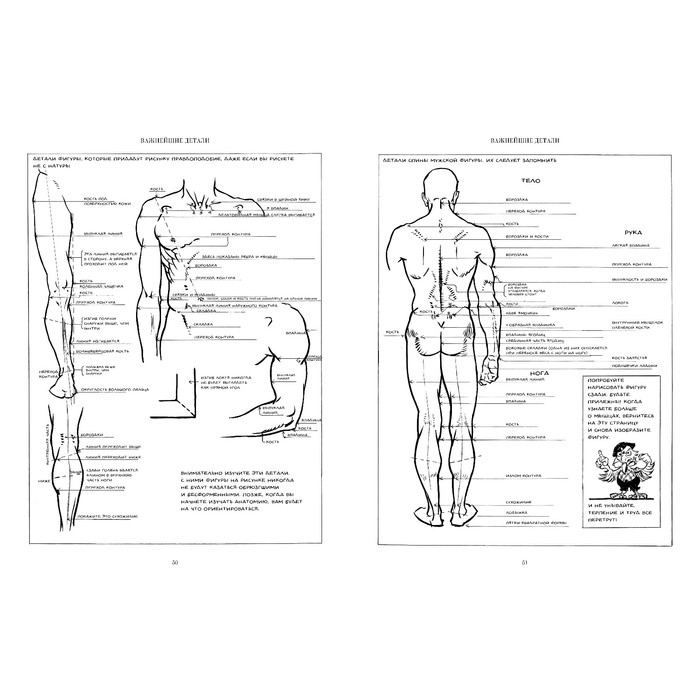 Рисование фигуры. Лумис Э.