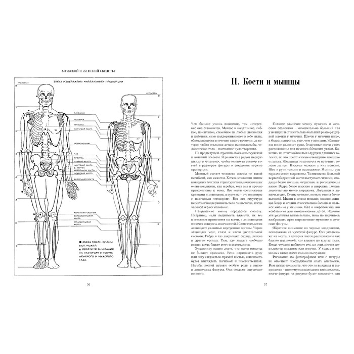 Рисование фигуры. Лумис Э.