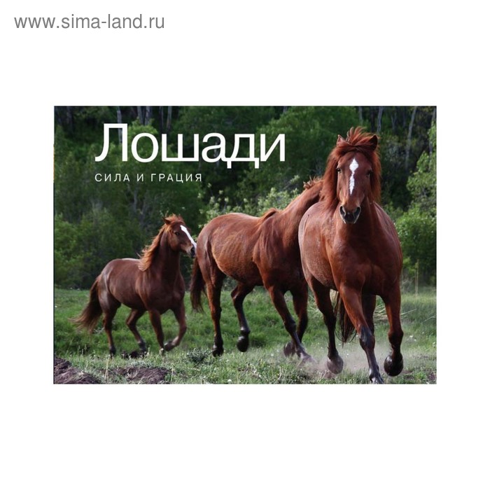 

Кирпичики мироздания. Образы, пробуждающие чувства. Лошади. Сила и грация. Маффей К.