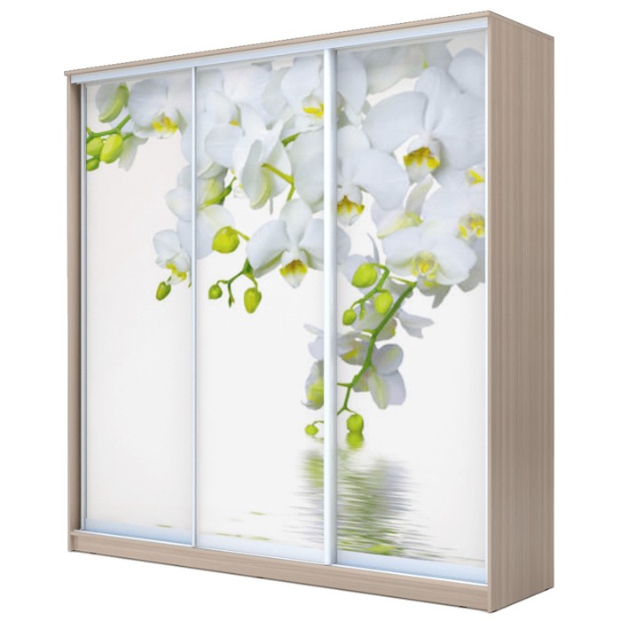 Шкаф-купе Хит-24-20-777 Ясень шимо светлый, Орхидея