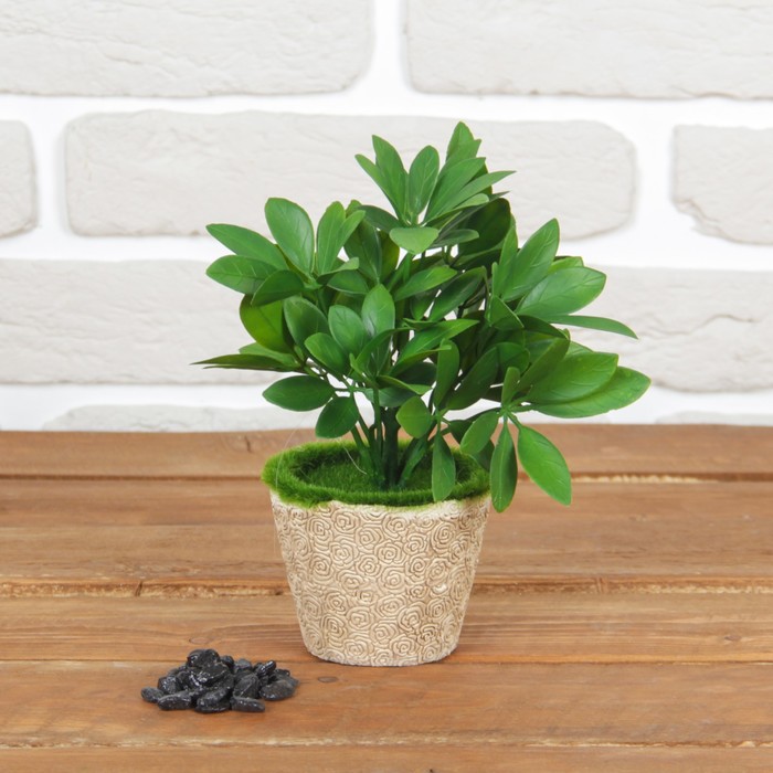 Бонсай в горшке "Цветение" 10*20 см, микс