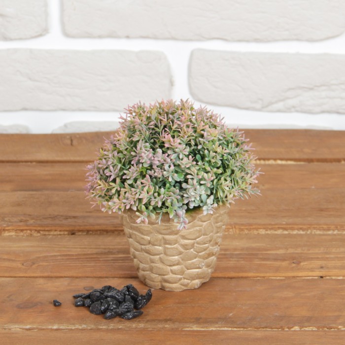 Бонсай в горшке "Звёздочки" 12*14 см, микс