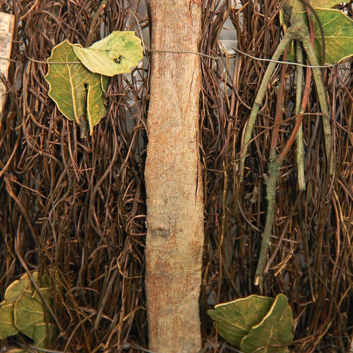 Корзина плетёная, ротанг, кора, листья, 25x17x25 см, зеленый, натуральный