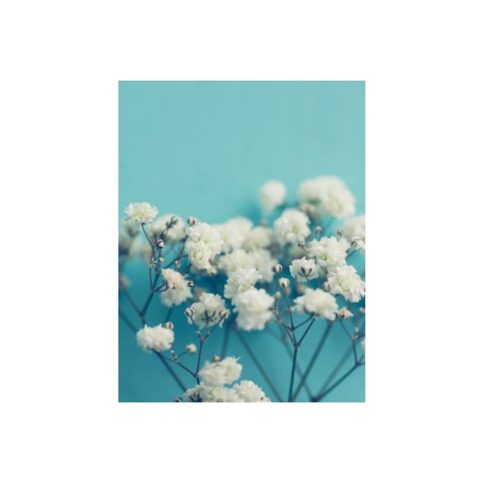 Фотообои «Белые цветы» (из 2-х листов), 2,7х2,1 м