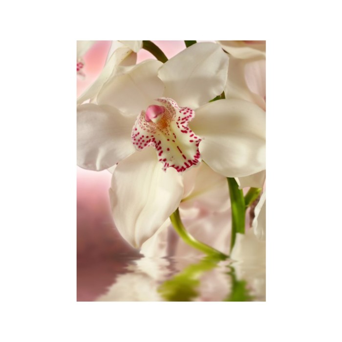 Фотообои «Белая орхидея» (из 2-х листов), 2,7х2,1 м