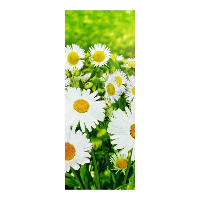Фотообои «Ромашки» (из 1 листа), 2,7х1,05 м