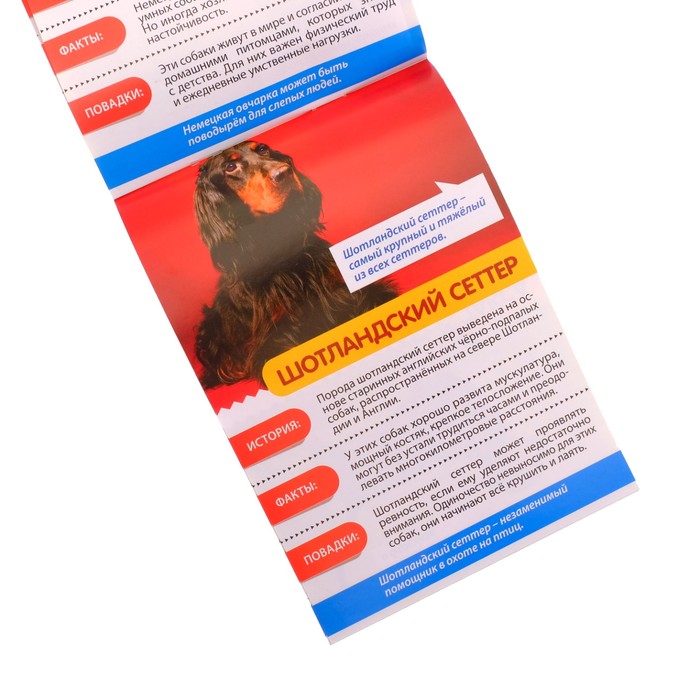 Набор мини-энциклопедий "Узнаем про все вокруг №2" по 20 стр.