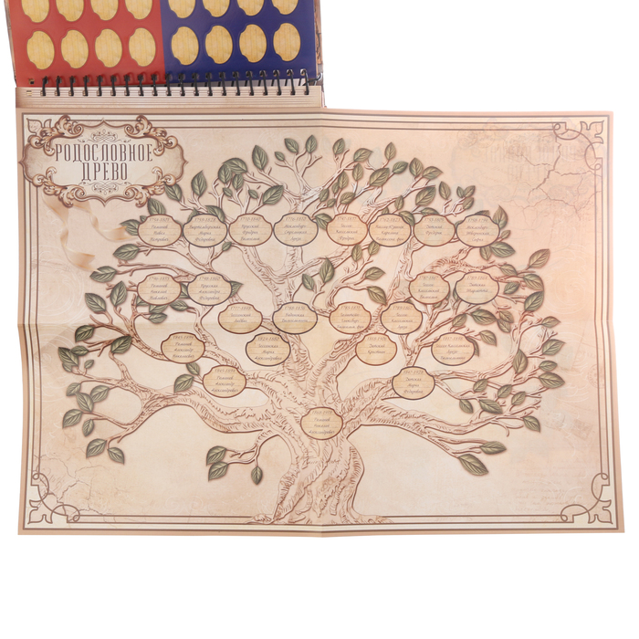 Родословная книга на кольцах "Чтите традиции", УЦЕНКА 25 х 29 см
