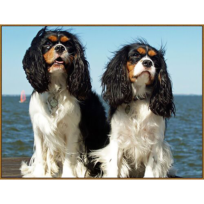 Алмазная мозаика "Сладкая парочка", 30 цветов